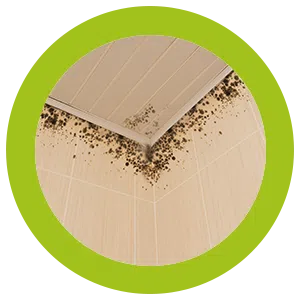 West Palm Beach Restoration Expert West Palm Beach, FL 561-406-0350 West Palm Beach Restoration Expert West Palm Beach, FL 561-406-0350 - sb-ser-03